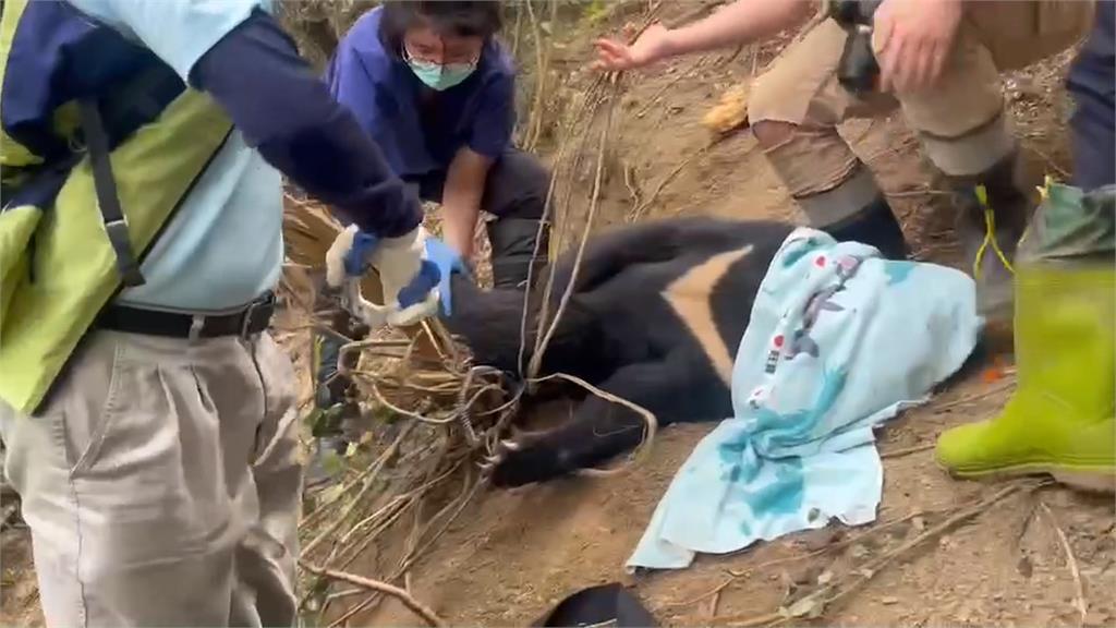 台灣黑熊誤觸陷阱　救援小組當場截指搶救