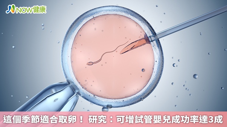 這個季節適合取卵！ 研究：可增試管嬰兒成功率達3成