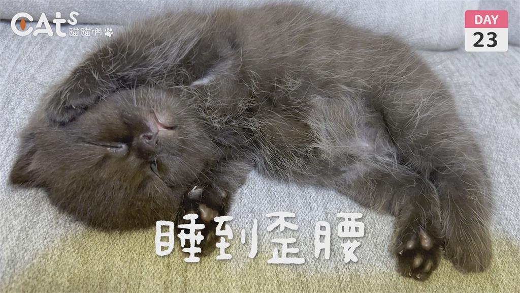 巴掌奶貓→傲嬌小胖！幼貓30日暴風成長　翻肚睡姿網融化：真的太萌