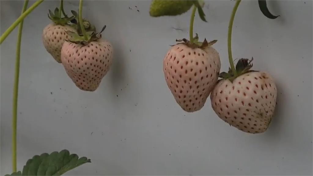 宜蘭草莓苗遭竊！專挑日本高價品種  內行ㄟ？珍貴白草莓苗被偷