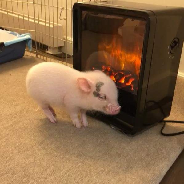 天冷了《在火爐旁取暖的小豬》是很暖很舒服的畫面...但...看著看著突然餓了欸（咦XD）