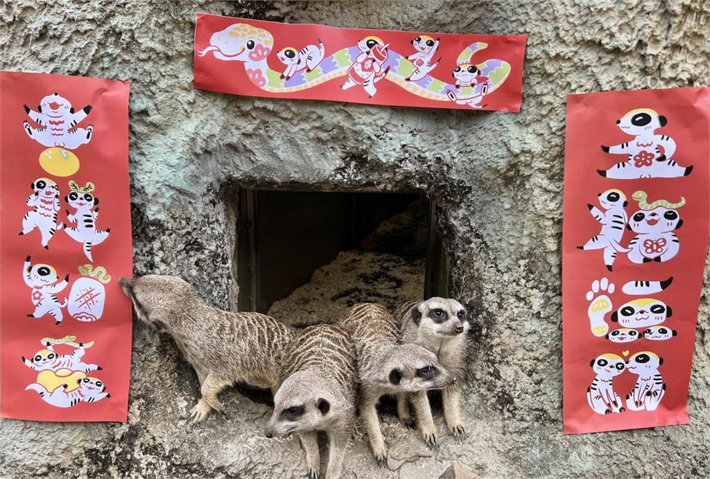 快新聞／高雄壽山動物園迎新春　孟加拉虎「玩鞭炮」、狐獴拜年萌樣曝