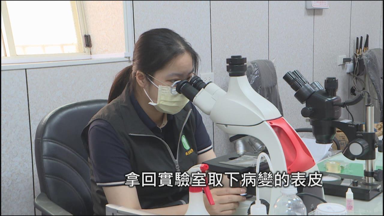 農作物生病也有醫生看！　桃13區農會唯一植物診療師在觀音