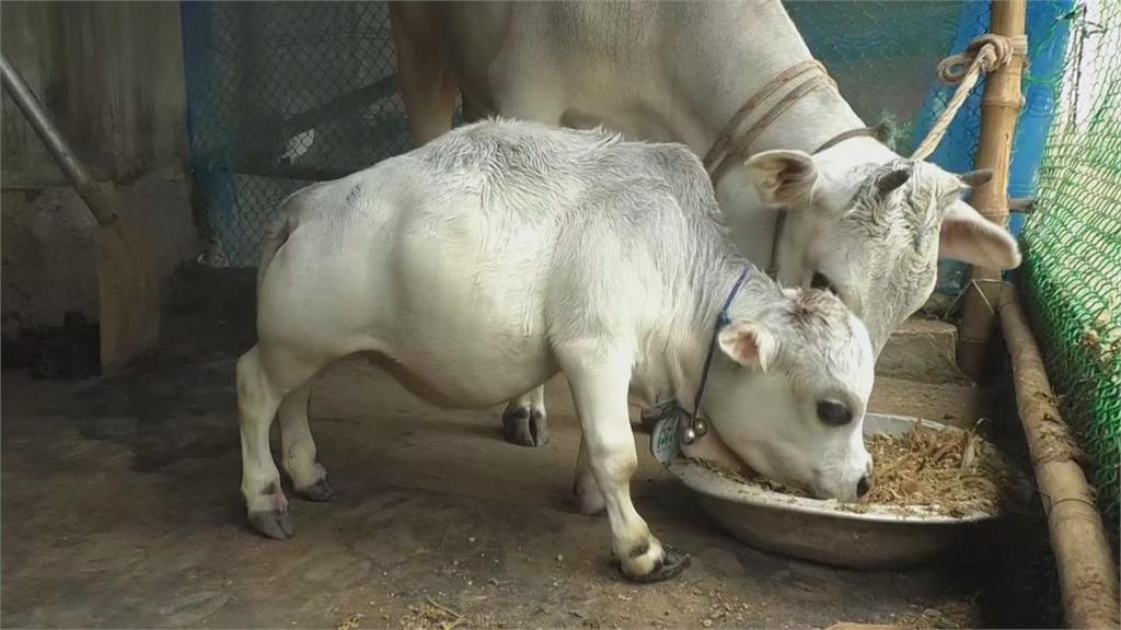 孟加拉小乳牛身高僅51公分！「雙手可輕鬆抱起」　有望創金氏世界紀錄