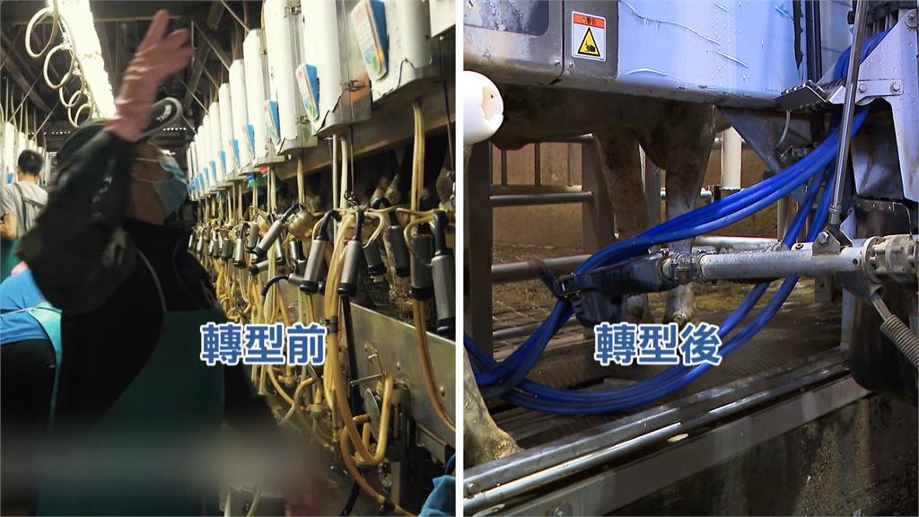 直擊AI牧場！酪農攜手鮮乳品牌做「這件事」一天多四小時管理