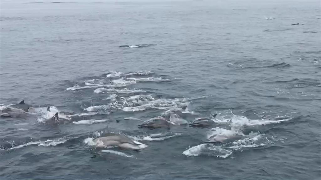 近300隻海豚遨遊躍出海面  大秀舞姿！