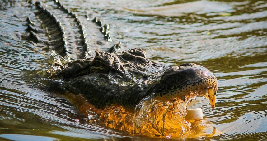 和丈夫出遊！她划獨木舟遭鱷魚故意猛撞　落水慘被「拖入水中」喪命　