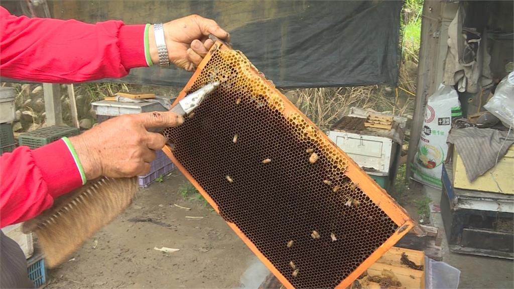 蜜蜂嗡嗡嗡採嘸蜜 蜂蜜產量大減90%