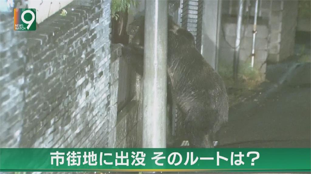 「熊出沒注意」！　日本兵庫縣女性被熊攻擊重傷　