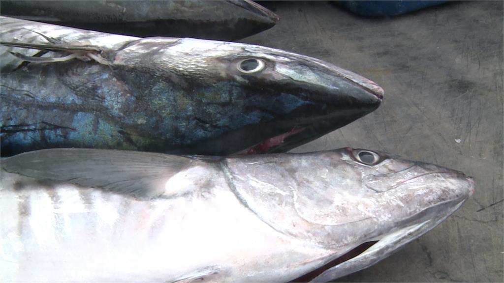 快新聞／網傳澎湖土魠魚遭輻射感染　原能會：至今檢測2000件均正常