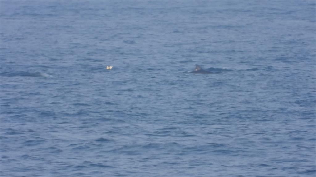驚喜！<em>和平島</em>近岸海域200隻長吻真海豚現蹤