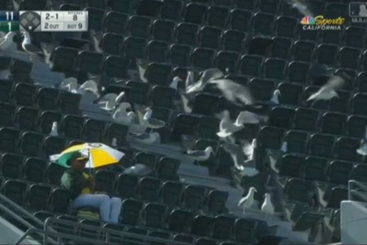 成群海鷗襲球場 運動家放「老鷹風箏」驅鳥