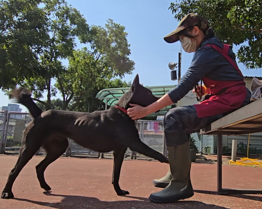 動保處開課程助飼主解決疑難雜症　今年加碼到宅犬隻行為訓練