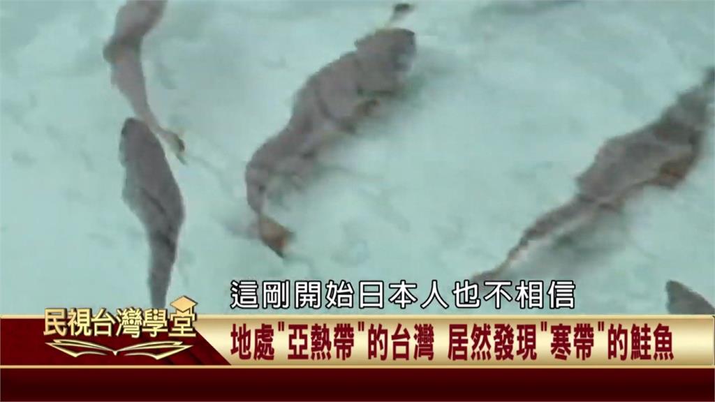台灣位在亞熱帶　居然存在寒帶才有的水中生物！冰河時期遷徙過來的鮭魚！