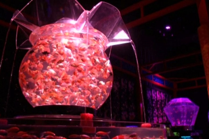 8000隻金魚優游好夢幻 就在東京水族館