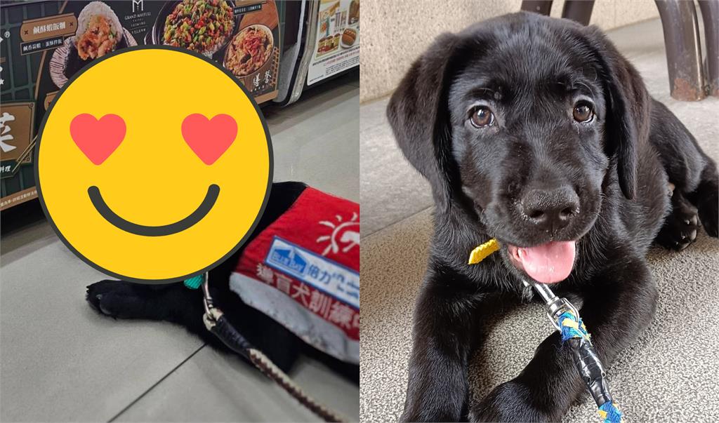導盲犬「超幼實習生」整尊癱倒賣場食物櫃！網嘆「折騰狗生」反轉真相曝光