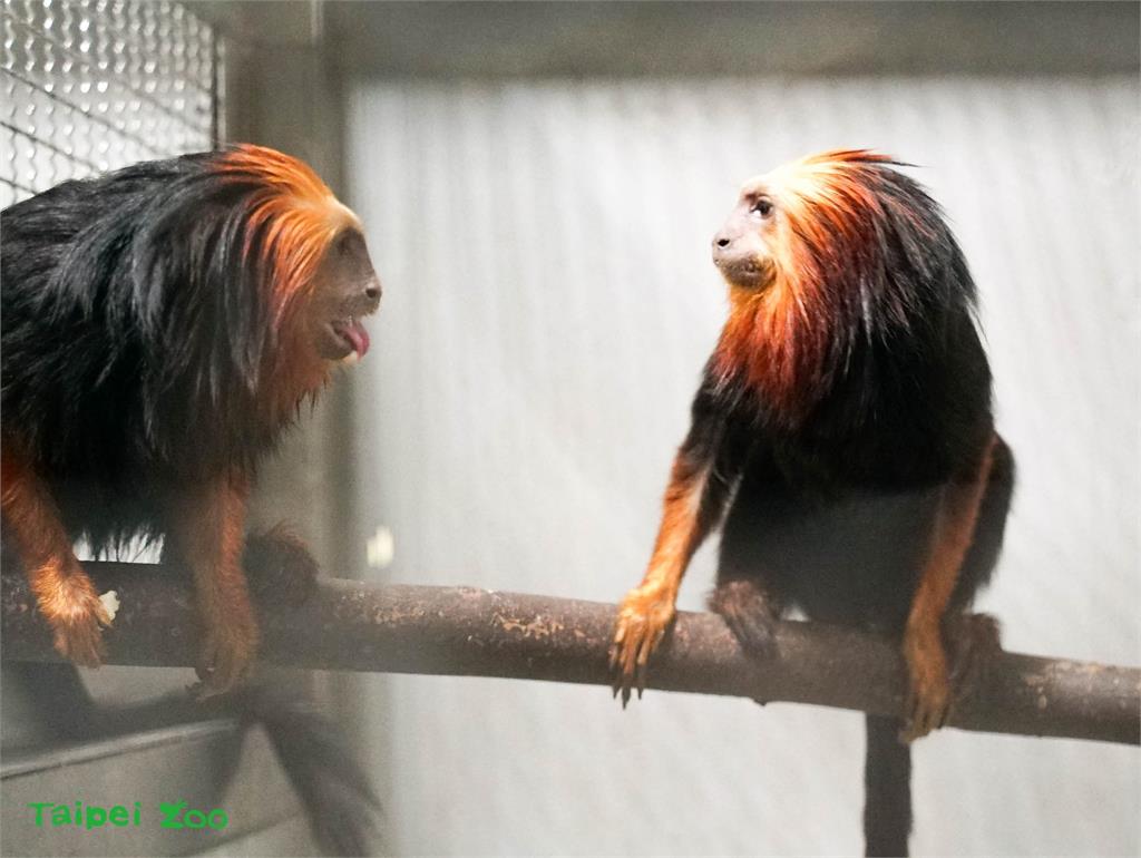 台北動物園首次引進 金頭獅狨、黑吼猴來報到
