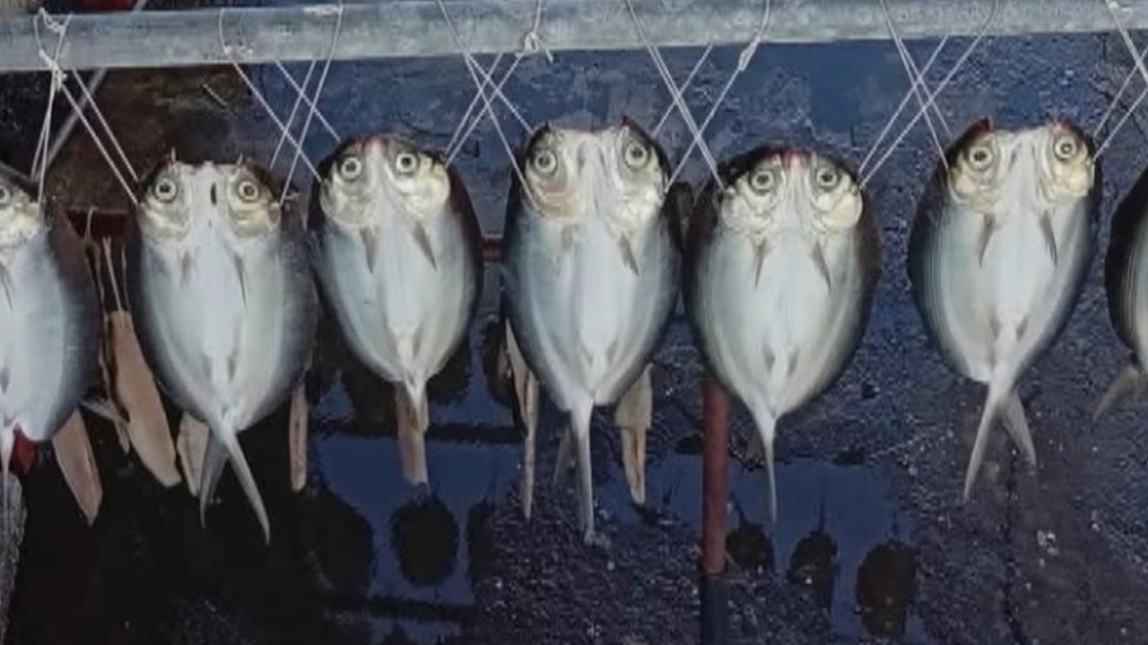 夜色中「有東西」閃亮亮　上百條虱目魚一夜干魚眼發光