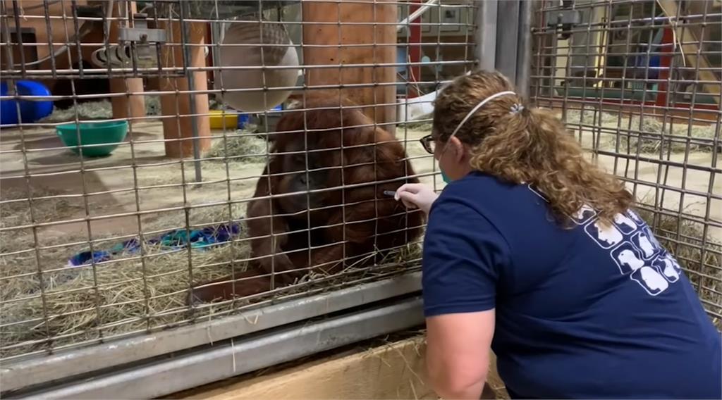 紅毛猩猩「超聽話」露手臂打疫苗　美動物園宣布順利接種11隻靈長類
