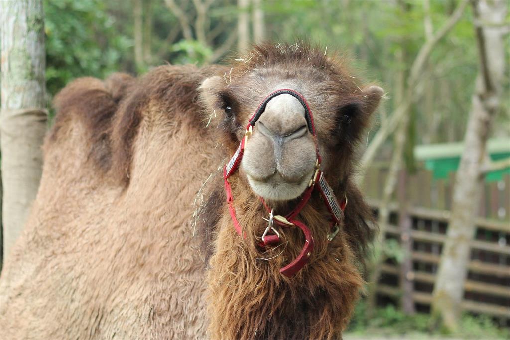 北市動物園雙峰駱駝「煙雨」　因病重今與世長辭