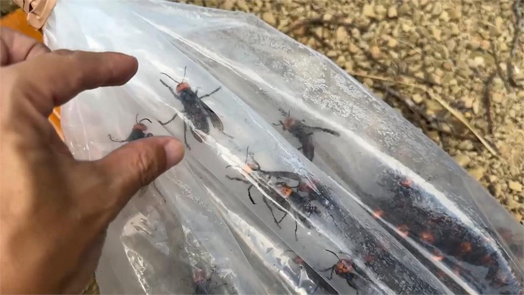 快新聞／恐怖！義消摘虎頭蜂窩遭蜂群螫穿裝備　昏迷送醫慘死