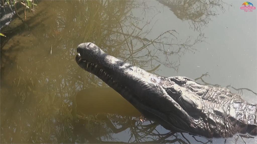 鱷魚「天冷不動」 動物園遊客竟丟異物看死活