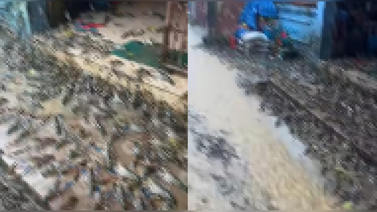 百萬大撤離！民眾門口驚爆擠滿「這生物」排隊等待　網苦笑：生火吧