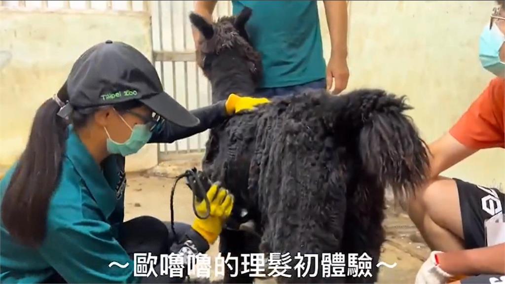 壽山動物園理髮廳開張! 羊駝剃毛好消暑