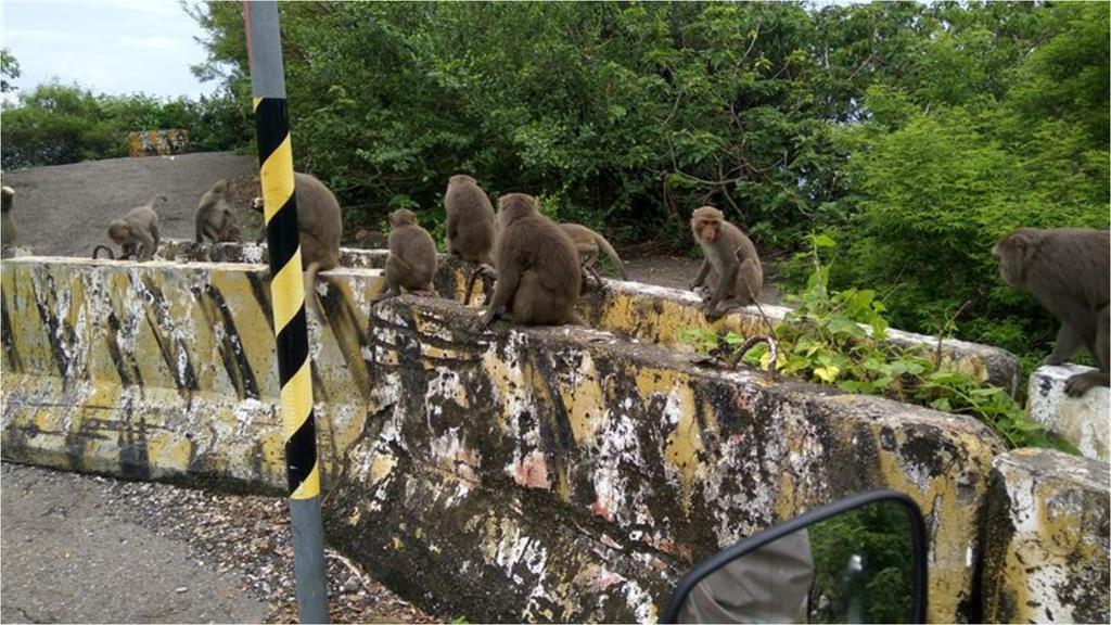 外送員慘遭「猴群搶劫」餐點全空！派單回覆超奇葩：跟猴王求情