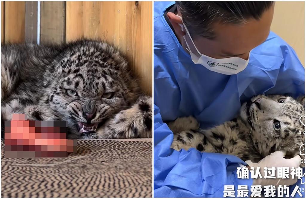 瀕死雪豹獲救變國家級萌獸　中國網友瘋狂追更「凌小蟄日記」陪復健