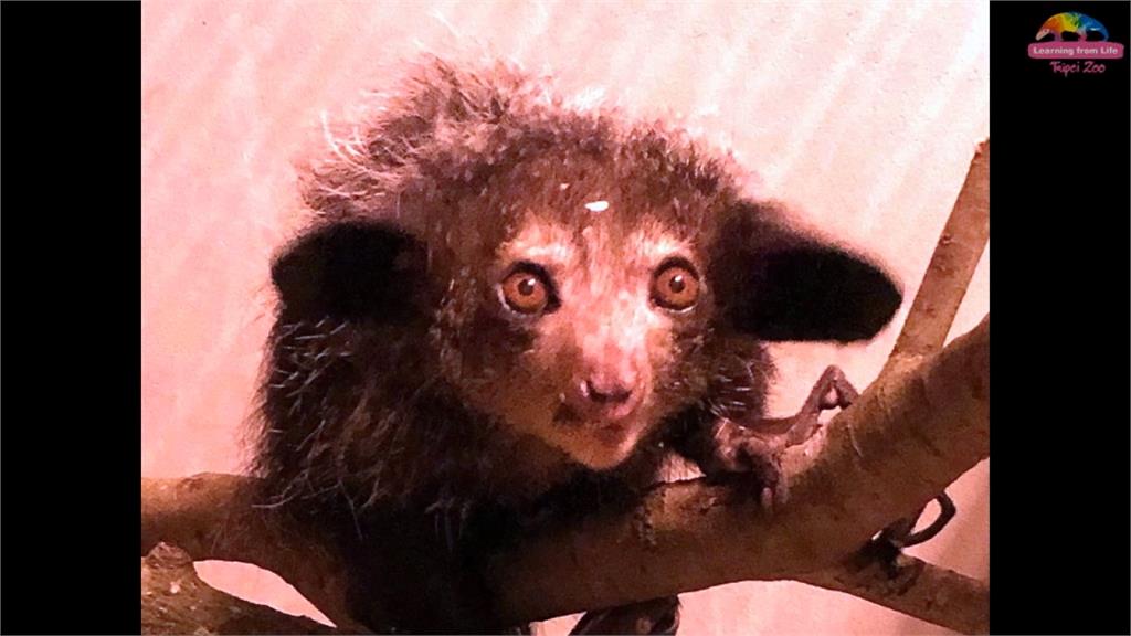 「馬達加斯加」明星真身來台！木柵動物園新嬌客首度曝光