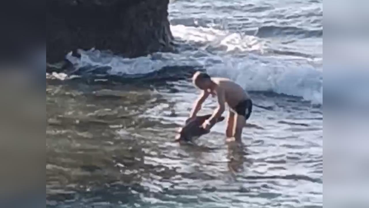 快新聞／中國遊客慘了！小琉球徒手抓海龜被逮　下場曝光