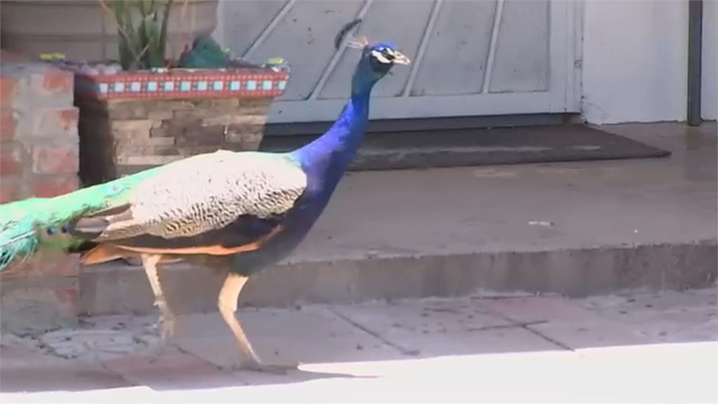 美國鳳凰城社區「寵物孔雀」太好動　「叫不停」附近居民不堪其擾