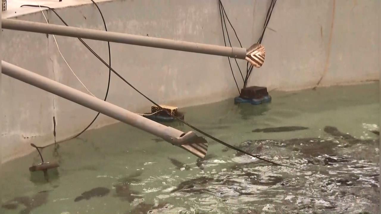 水產養殖業新利器！　AI精準投餵技術　判讀魚群進食量