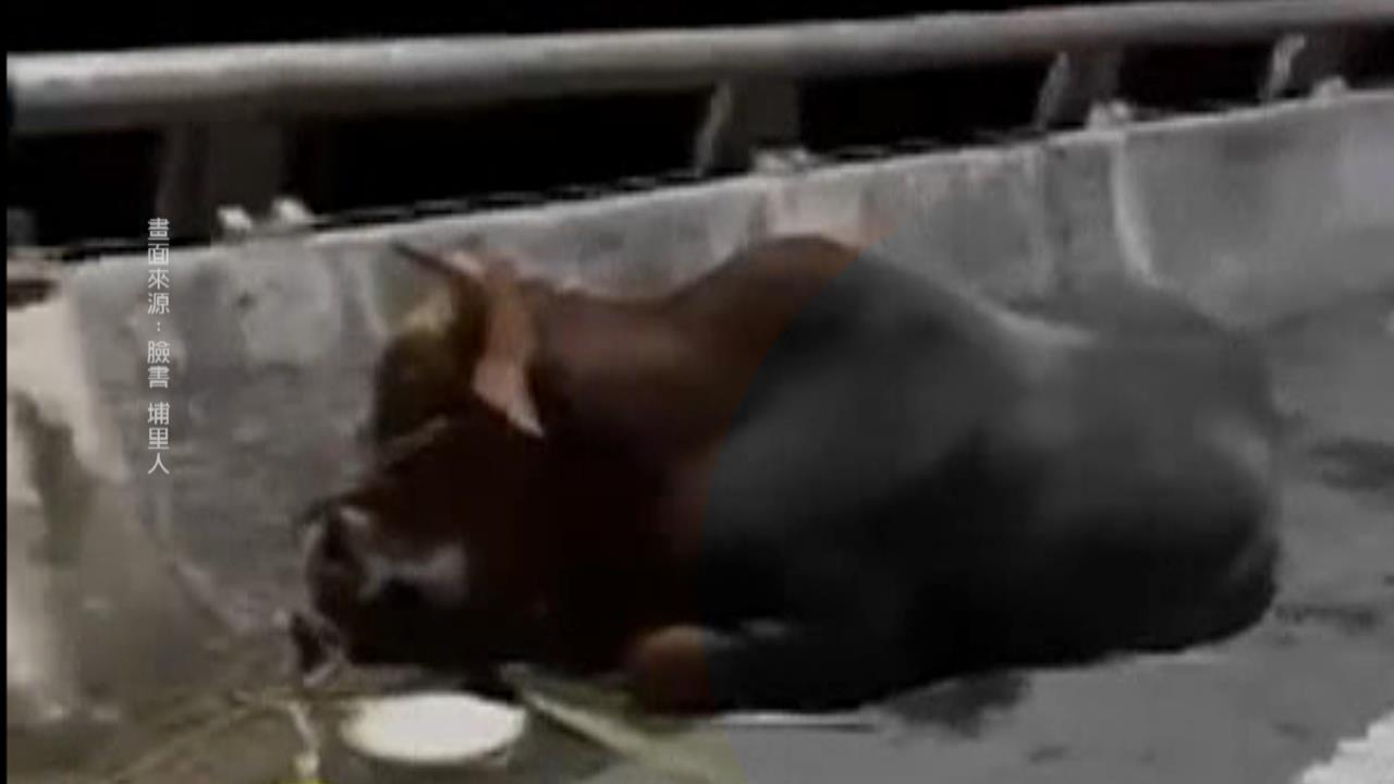 疑虐待黃牛致傷? 飼主喊冤:牽去"配種"途中走到受傷