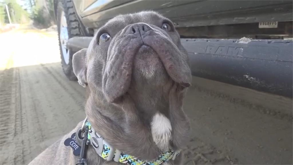 美緬因州愛犬失蹤　無人機搜尋引導救援安全回家