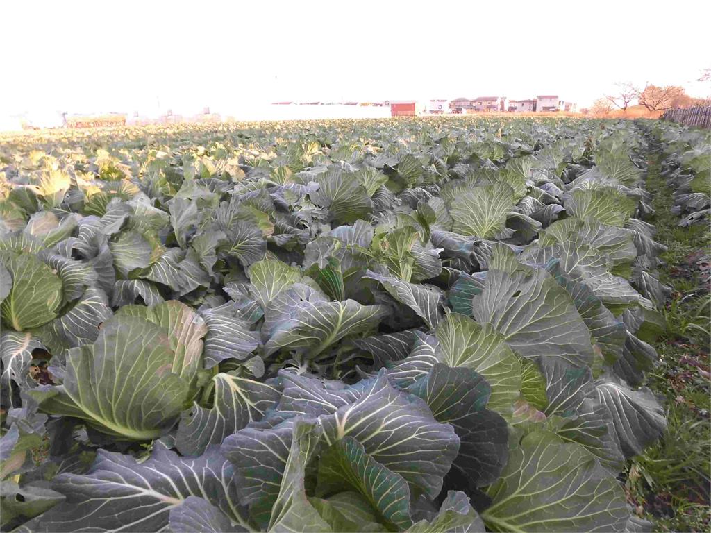 日本高麗菜價格貴森森！　產量創新低不到往年一半