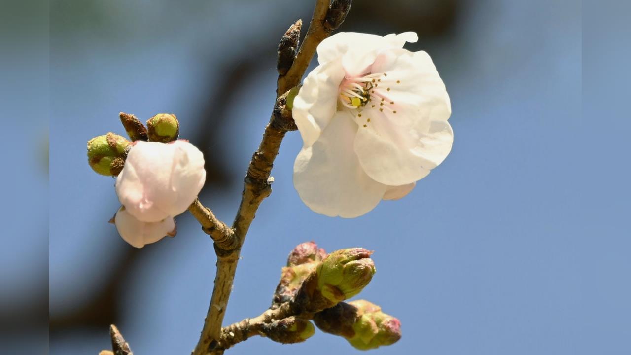 迎旅遊旺季！日本櫻花盛開　「高油價」民眾不願開車恐衝擊旅遊景氣