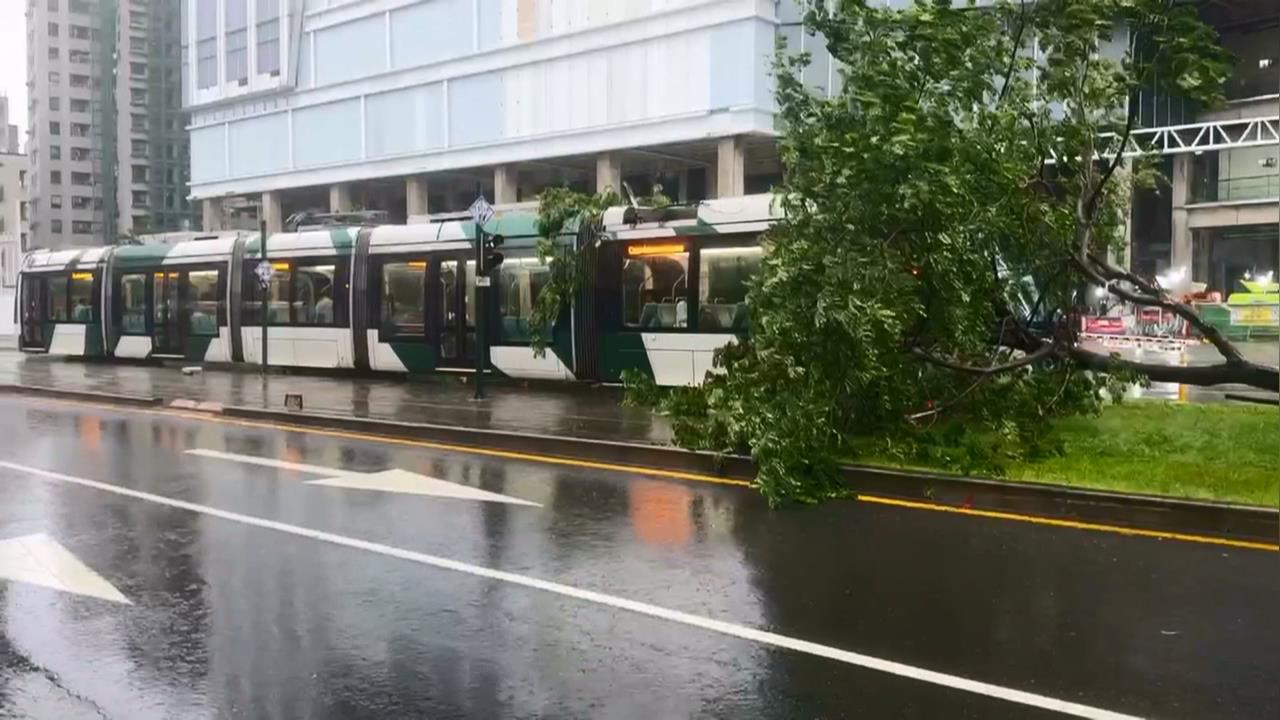 豪大雨狂炸高雄！市區多處路樹倒塌　輕軌列車遭砸中一度停駛