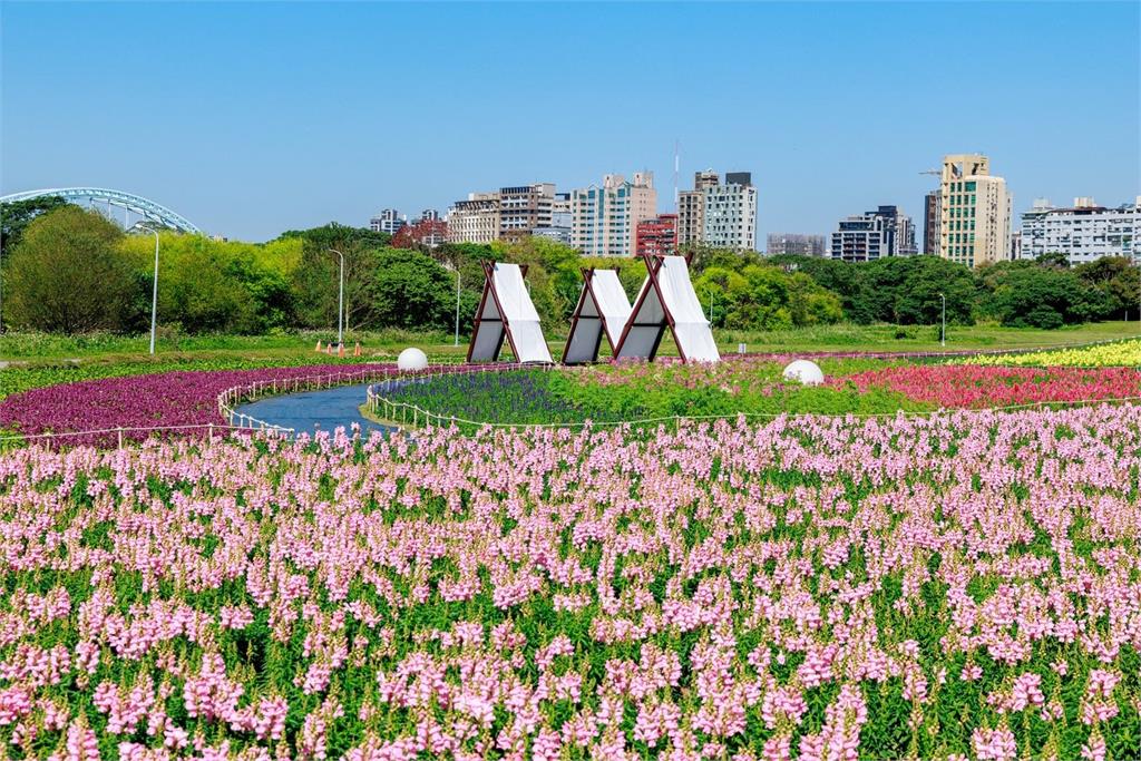 2026台北第一波賞花!古亭花海限時盛開 週末就出發拍照!