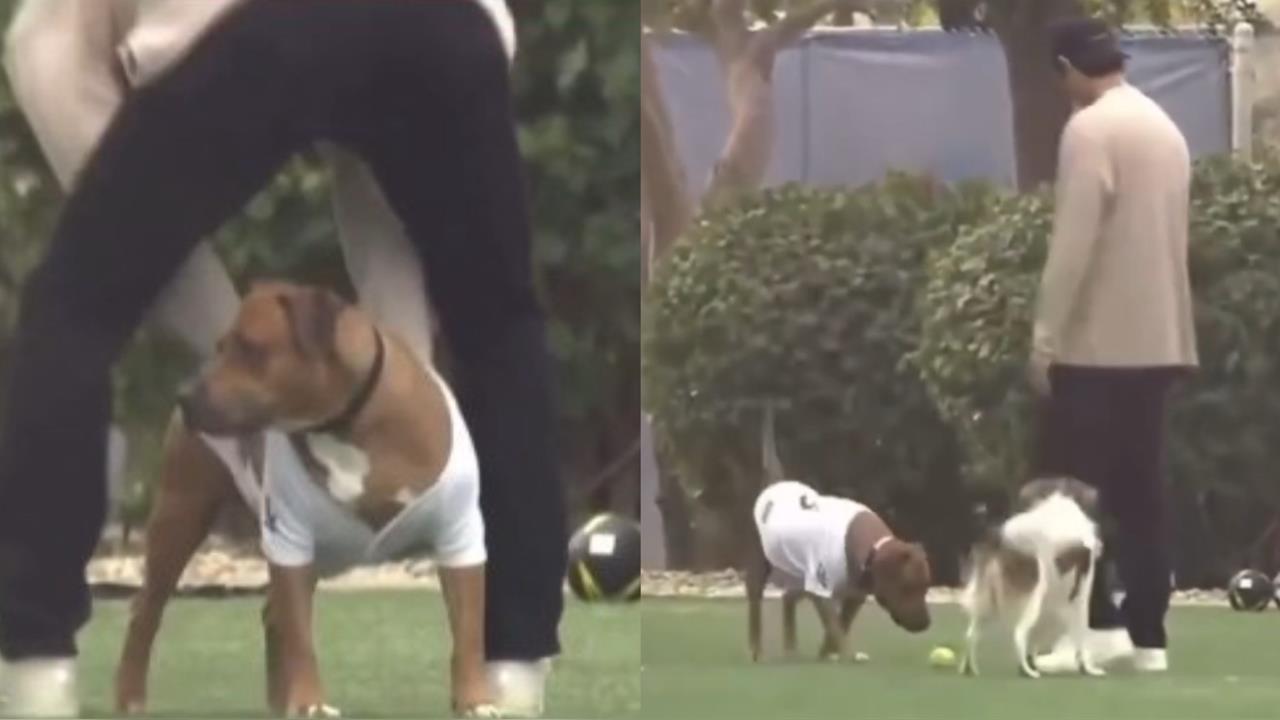 MLB(影)/大谷、山本的狗狗聯誼玩得很開心!真美子在旁陪玩超吸睛