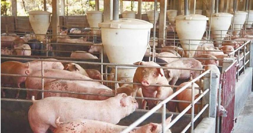 啟動非洲豬瘟第2階段強化措施 卓榮泰:澈底阻斷傳播途徑