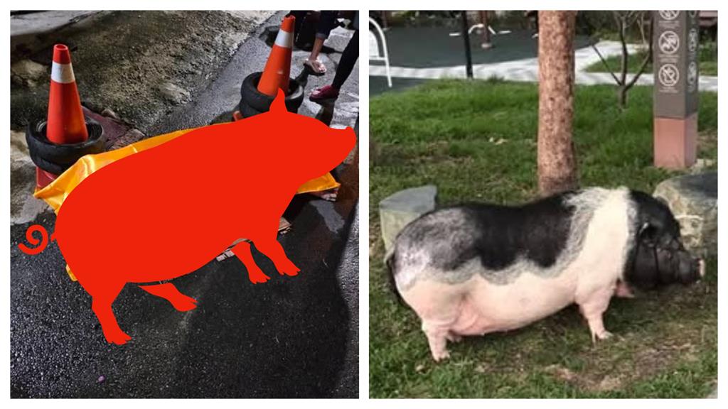 明星豬「妞妞」遭撞掀熱議　網怒質疑飼主責任⋯動保：恐罰1.5萬