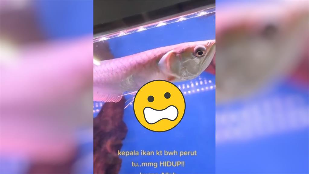 水族箱內驚見「詭異雙頭魚」！鰓下掛整顆魚頭　網嚇傻：眼睛還在動