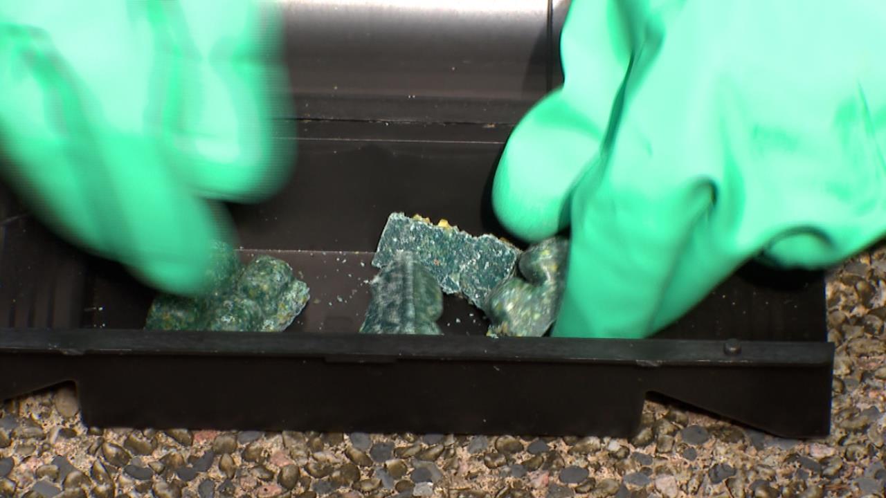 北市鼠患認知作戰？　彭啓明籲市府：別用政治想法卸責