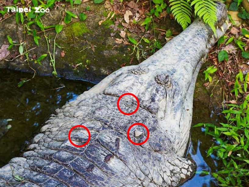 快新聞／遊客朝馬來長吻鱷「酷龍」丟硬幣　動物園不解：別再丟了！