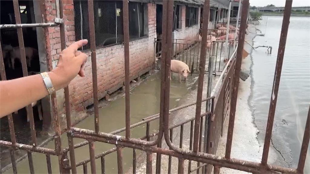 台西養殖區中排二度決堤 海水倒灌豬隻泡水