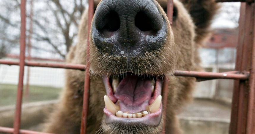 日本熊患擴大全國撲殺近6千頭! 日本人端出熊排應對危機