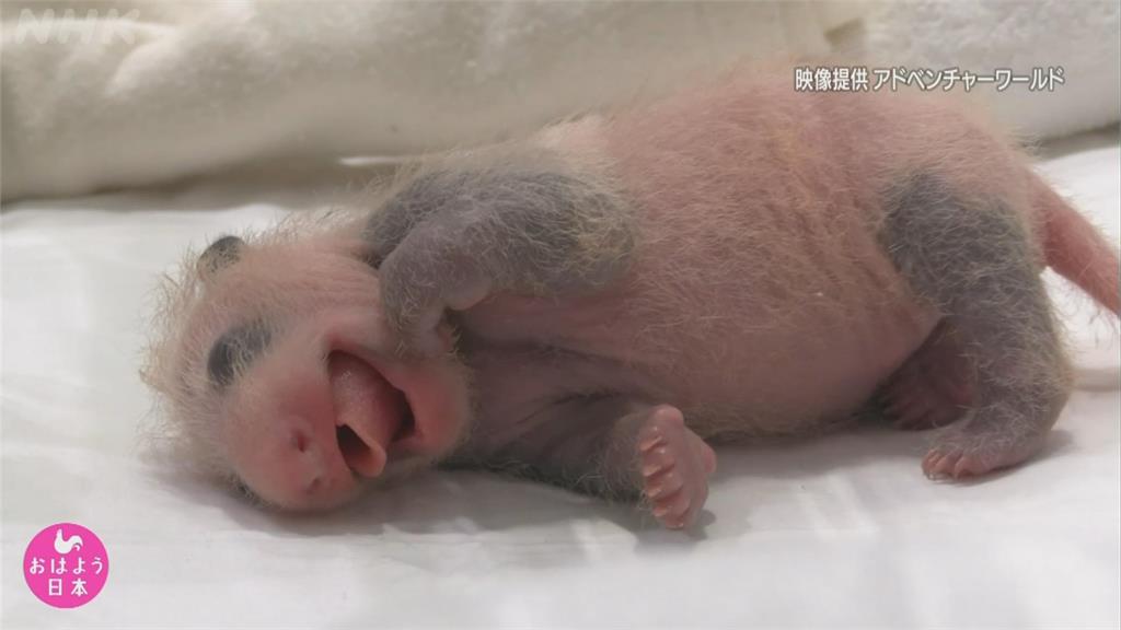 日本和歌山新生貓熊寶寶　飼養員挑戰接生和照顧