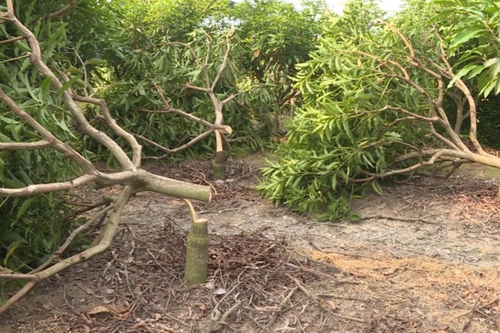 36棵芒果樹被腰斬 果農悲痛：遭鎮長夫報復